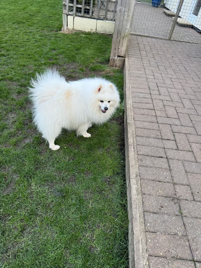 The grass run beside a brick path with the fenced kennel runs behind