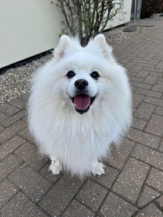 A white fluffy spitz-type dog sitting on the brick yard, looking up at the camera